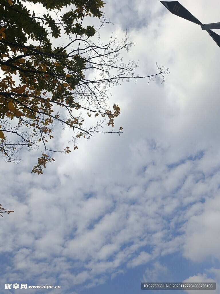 蓝天白云下的树梢景致