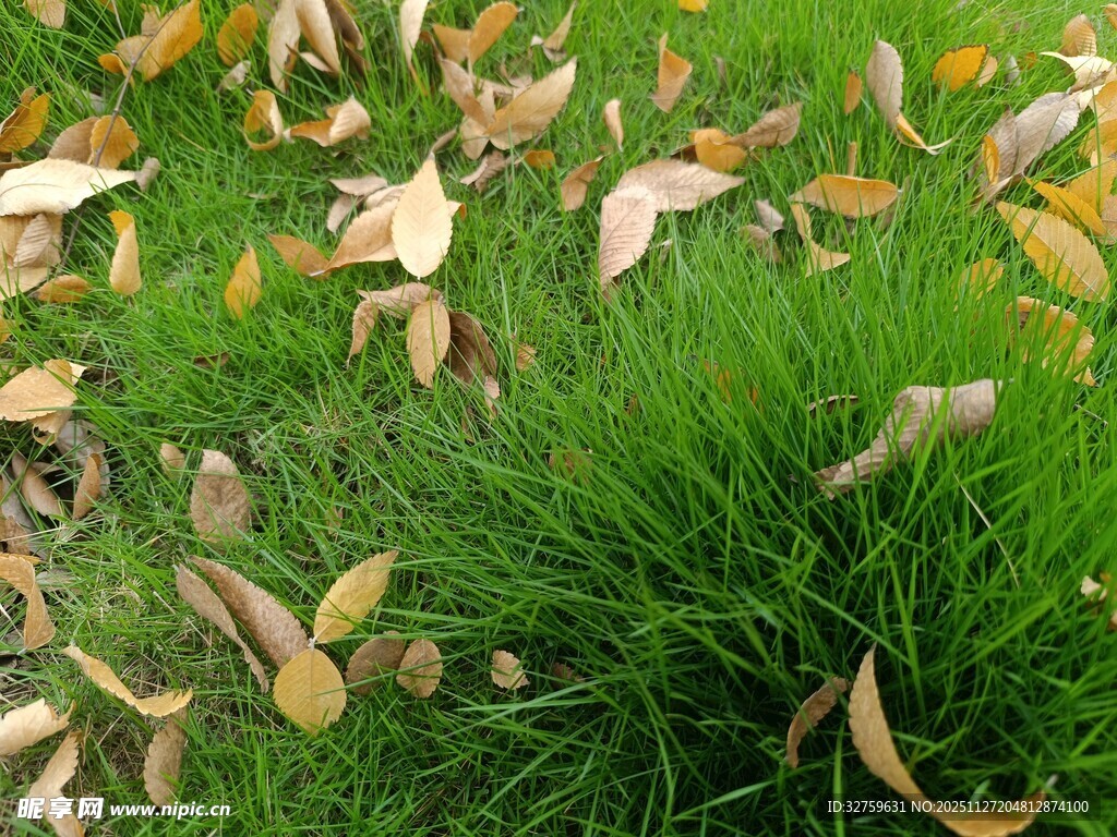 秋草上散落的枯黄树叶
