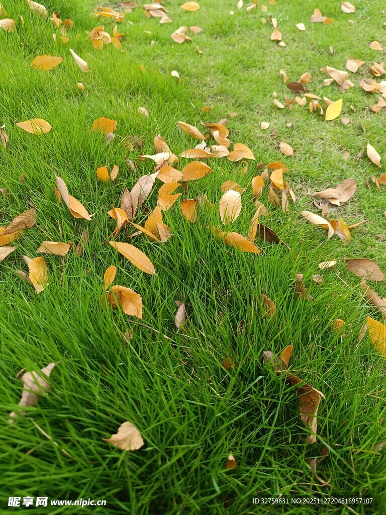 秋日草地落叶美景