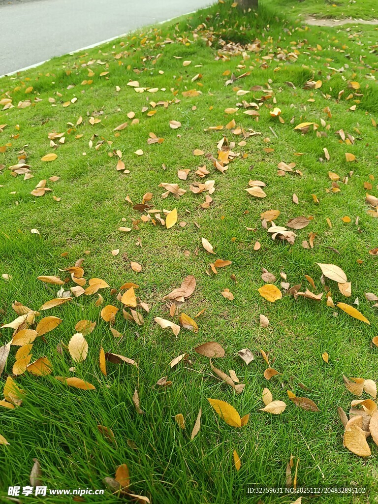 草地上散落的多彩落叶
