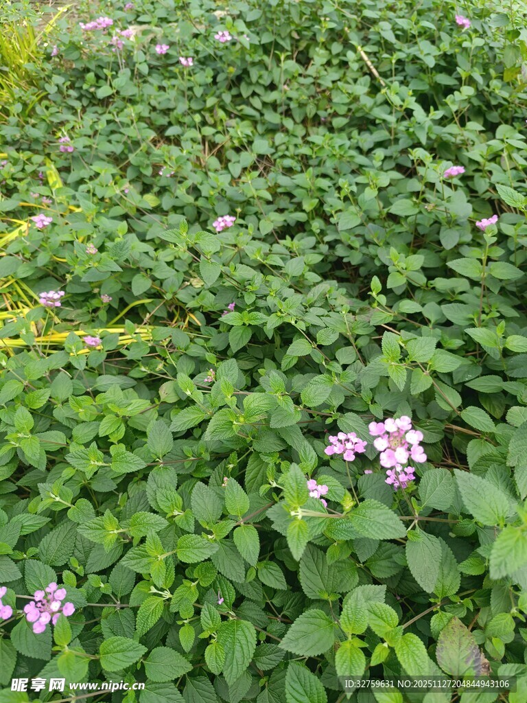 绿叶丛中绽放的粉色小花