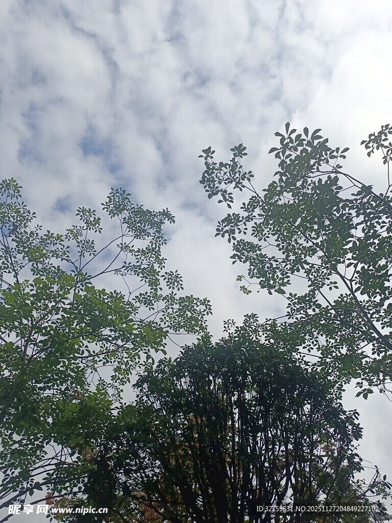 仰视绿树与天空的景致