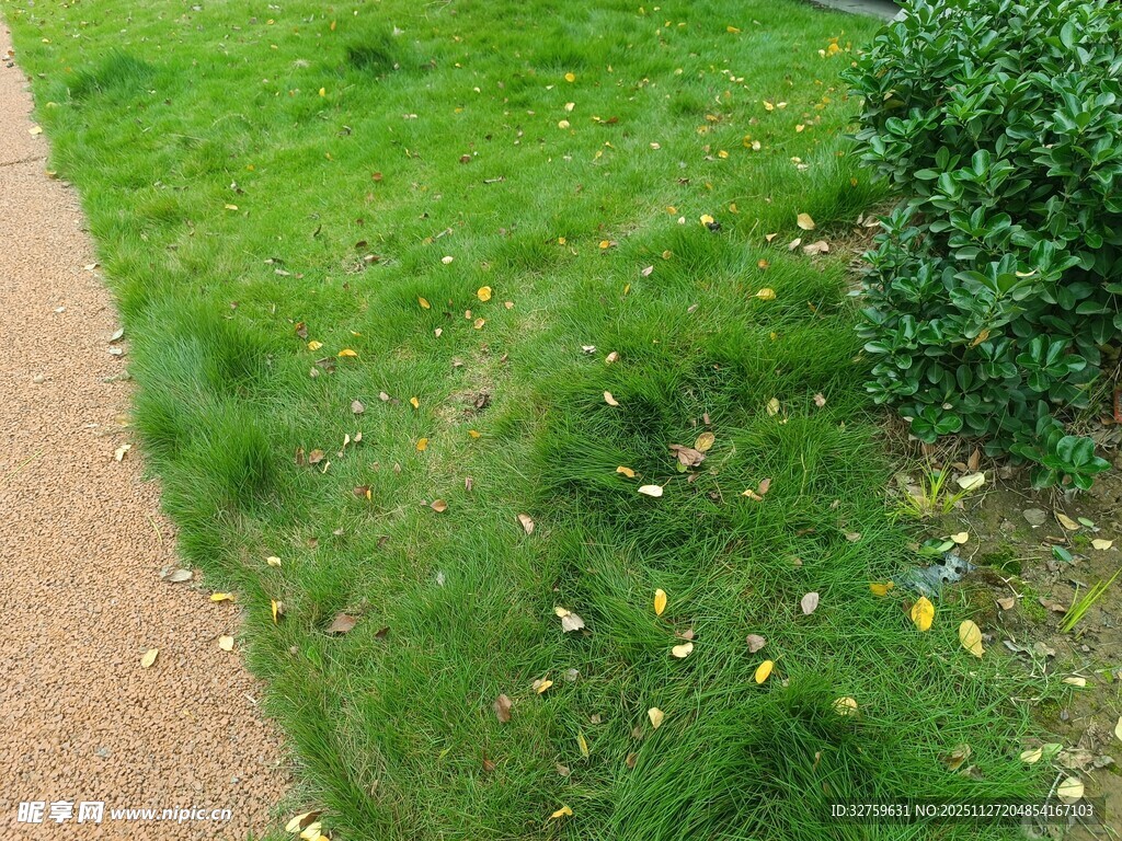小径旁的繁茂草地与小花