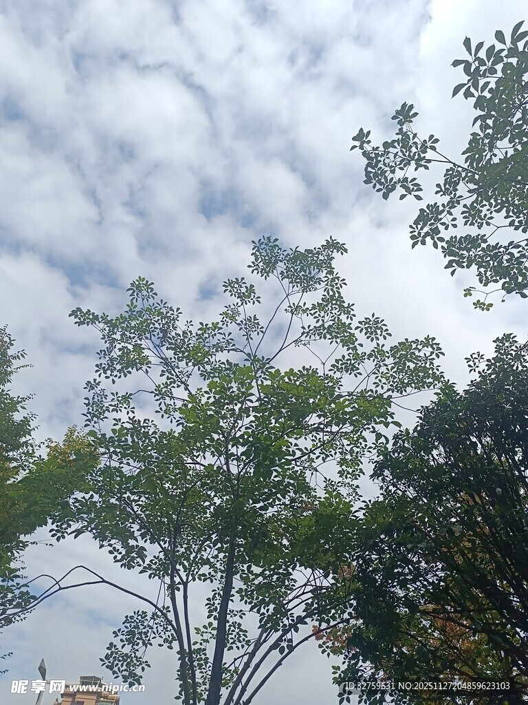 树梢上的天空与枝叶