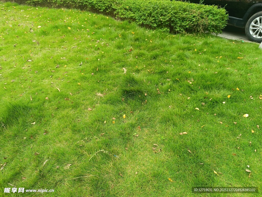 翠绿草坪与修剪整齐的灌木