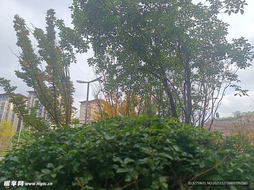 户外绿植景观