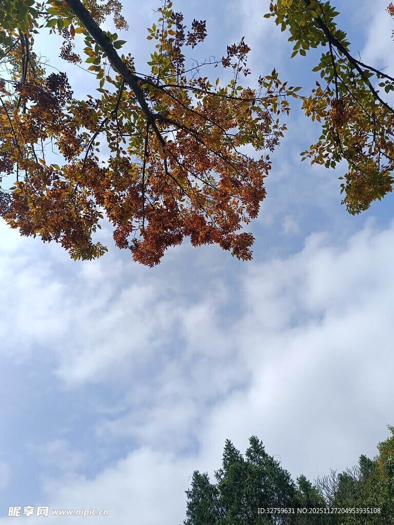 秋日树梢映蓝天