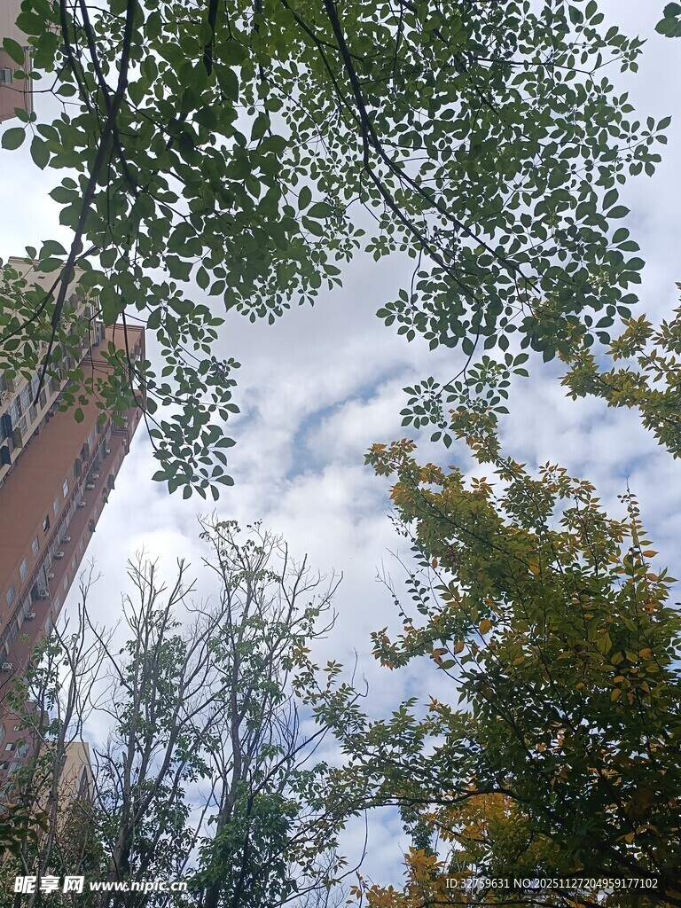 仰视绿树间的建筑天空