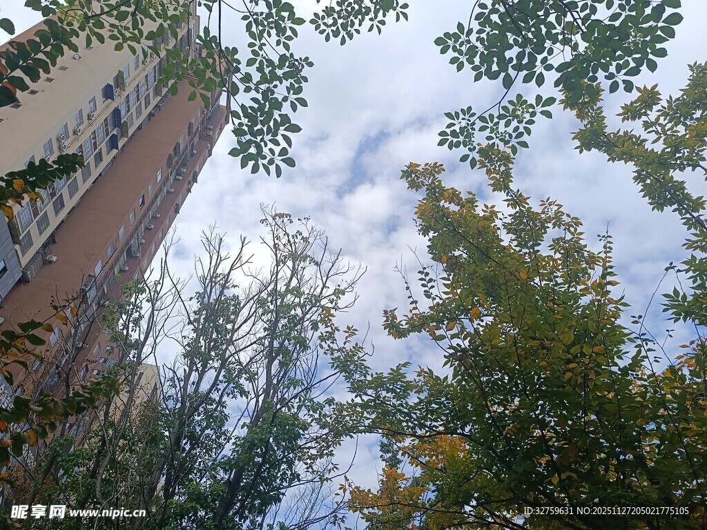 仰视楼宇间的绿树与天空