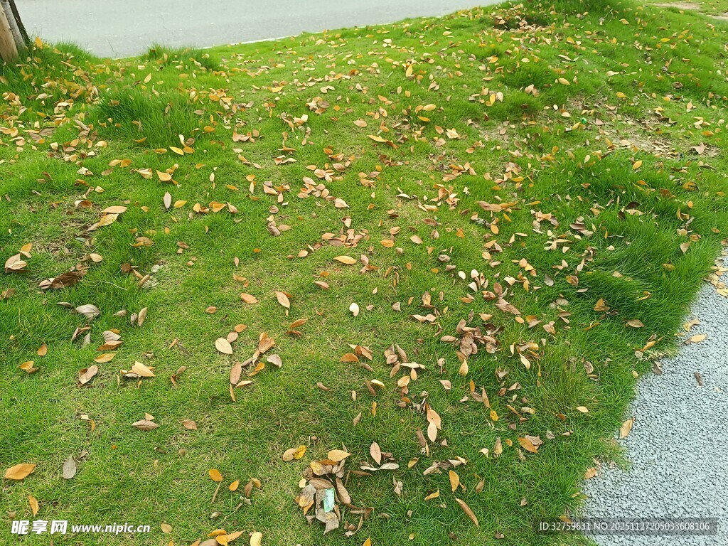 草地散落枯叶景象