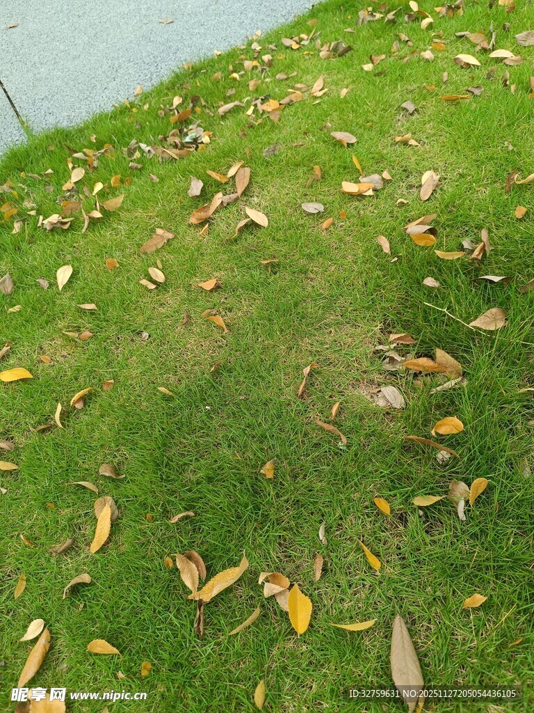 草地上散落的枯黄树叶