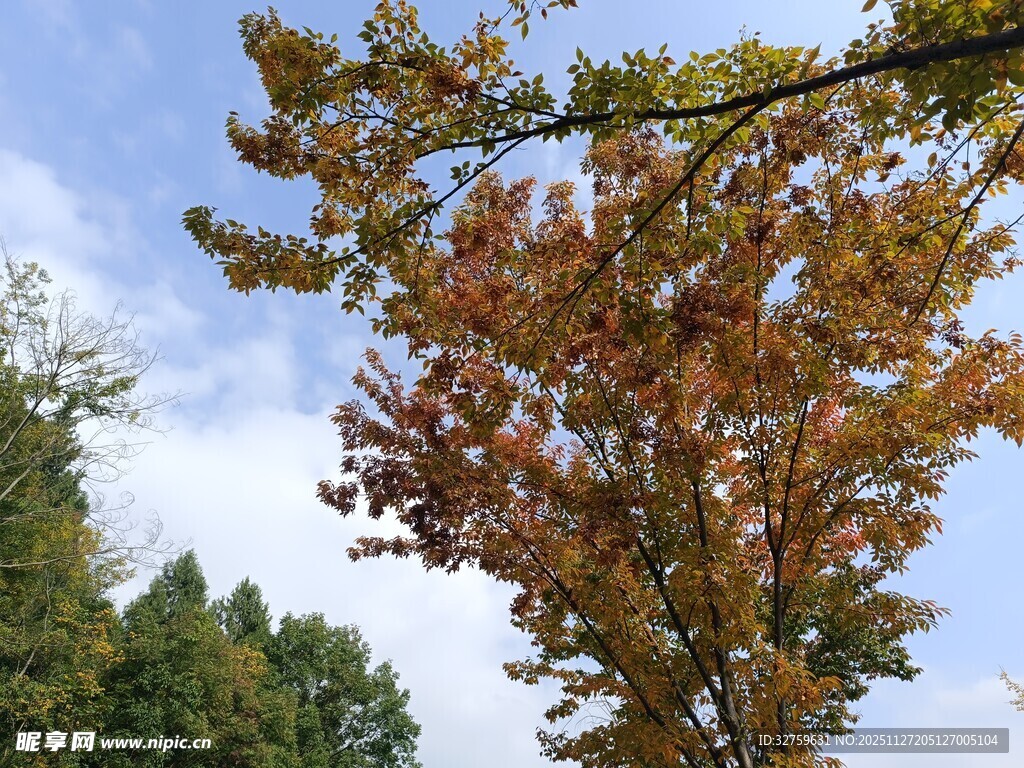 秋日斑斓树叶映蓝天