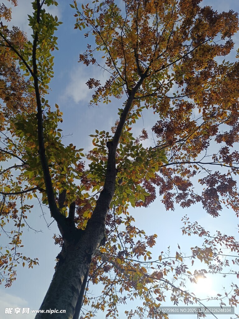 秋日仰拍树木枝叶蓝天