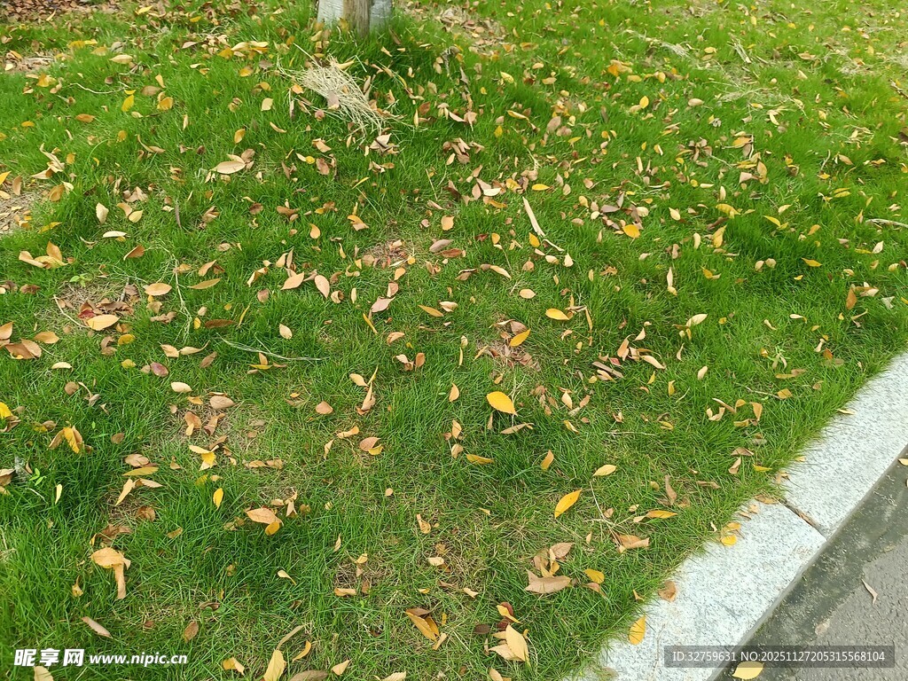 路边草地散落枯黄树叶