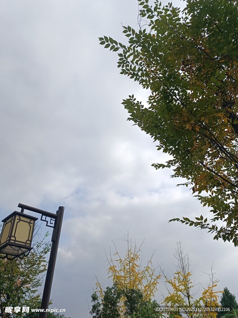 秋日街景中的路灯与树木