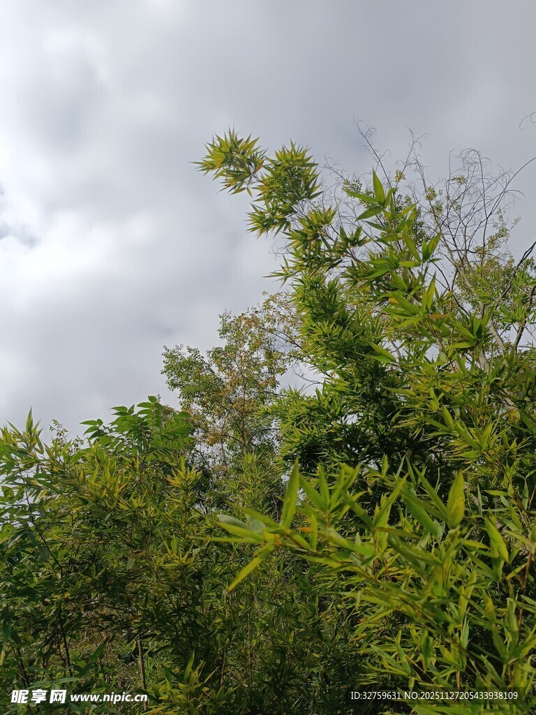 阴天中的葱郁绿植