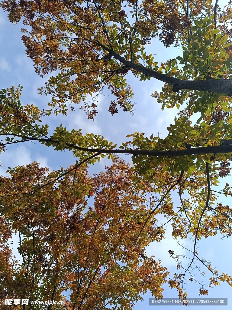 秋日树梢的绚烂景致