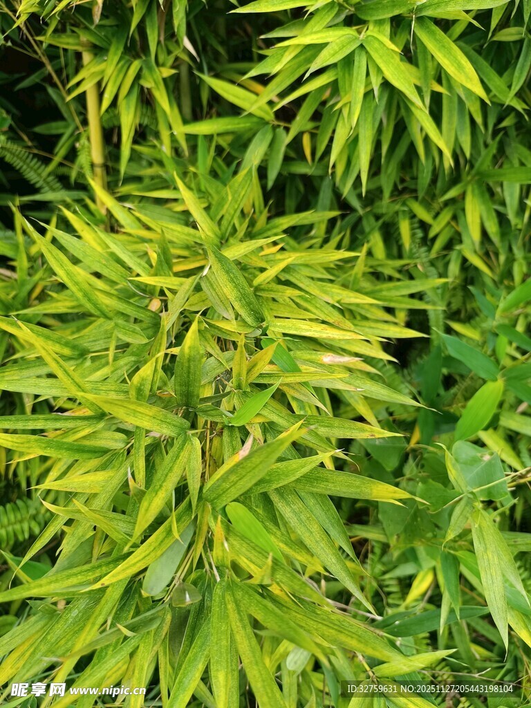 翠绿竹叶特写