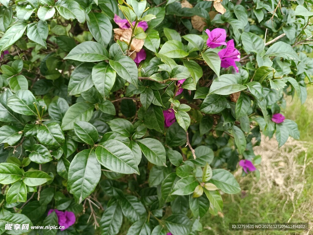 绿叶丛中的艳丽三角梅