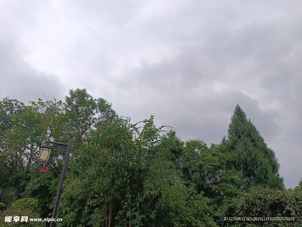 阴天里的葱郁树林