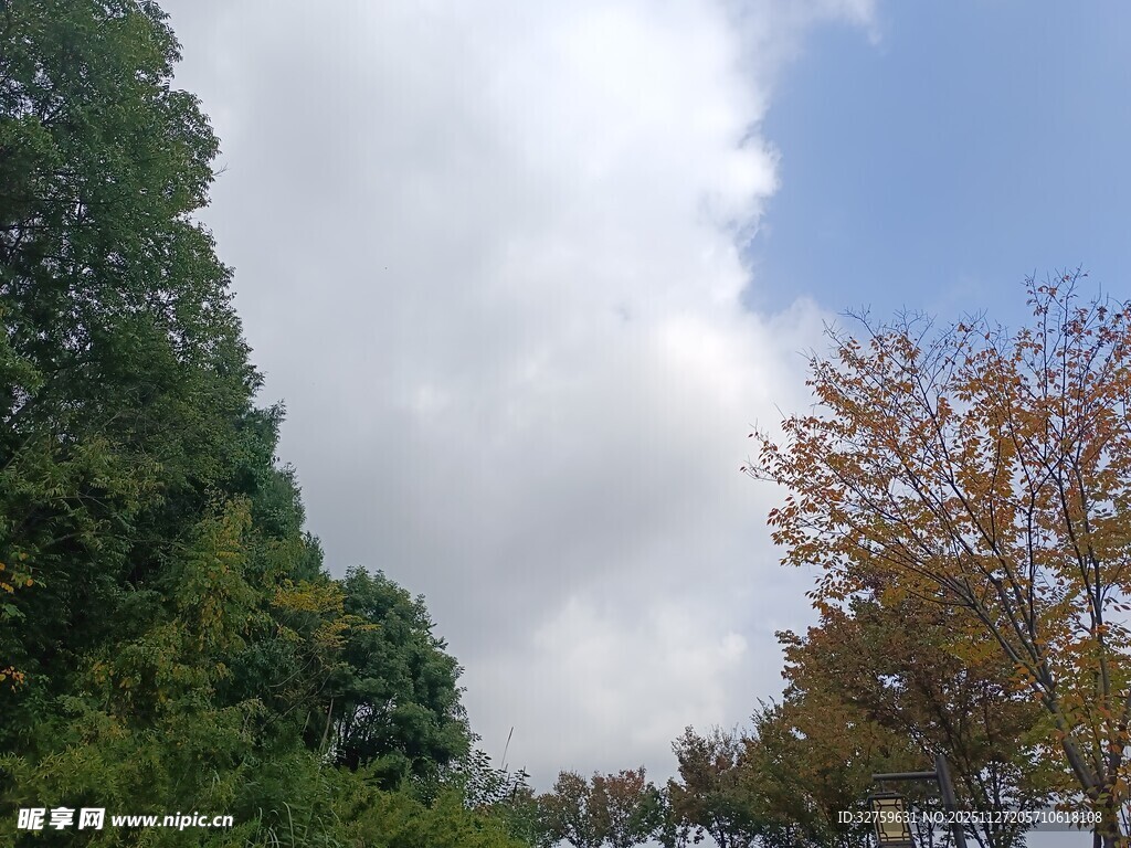 秋日树林蓝天白云景致