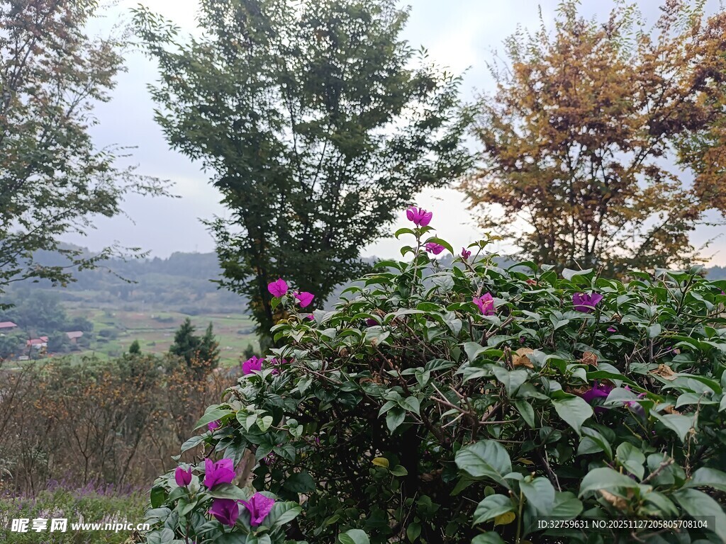 山间绽放的艳丽紫色花朵