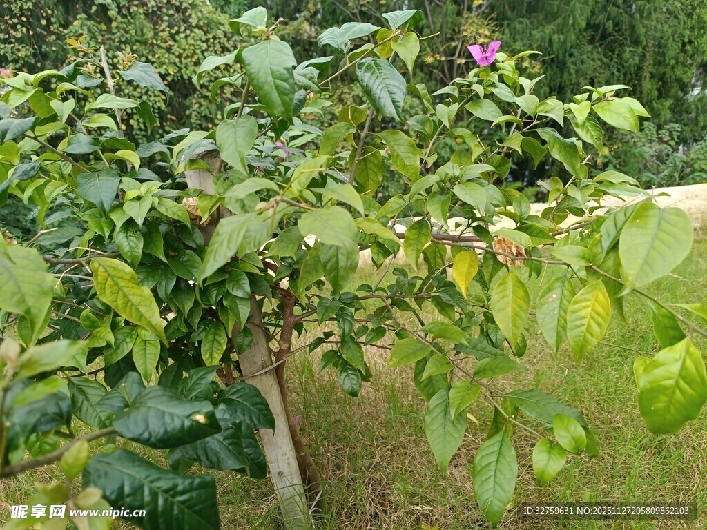 绿叶繁茂的果树
