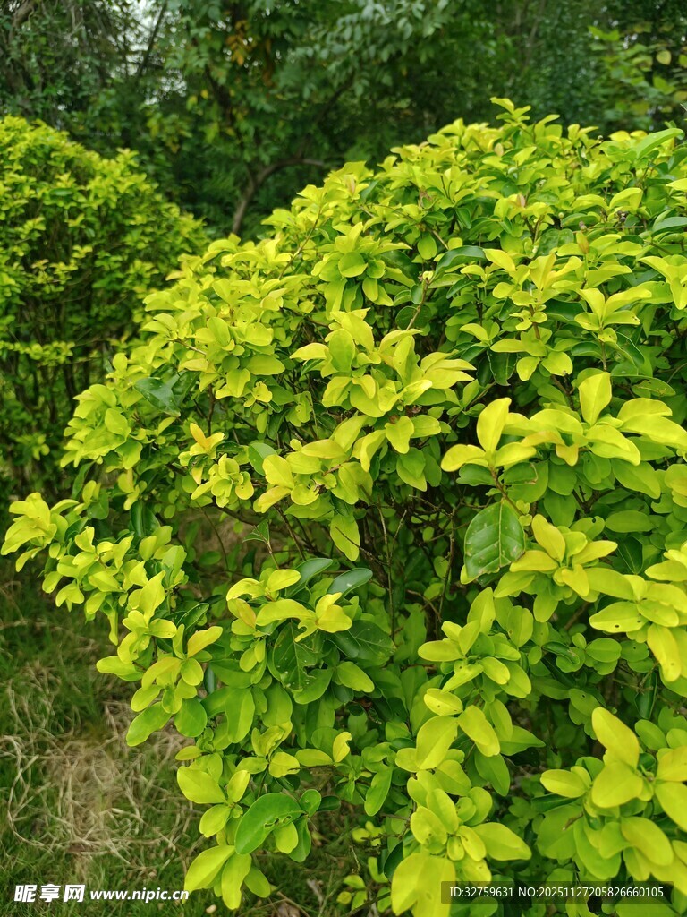 翠绿繁茂的灌木丛景观