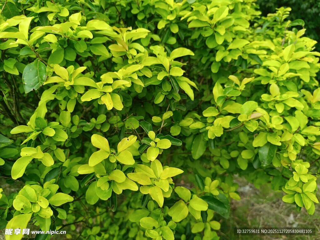 翠绿繁茂的灌木丛