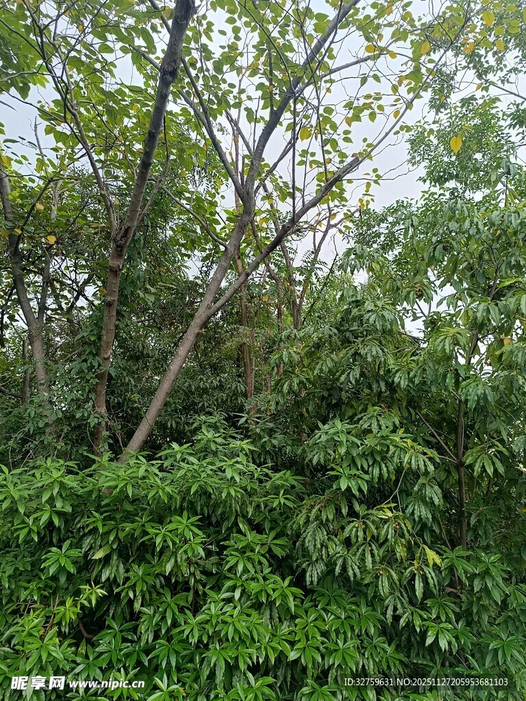 茂密绿意盎然的树林景观