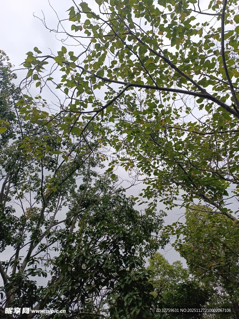 繁茂绿树 