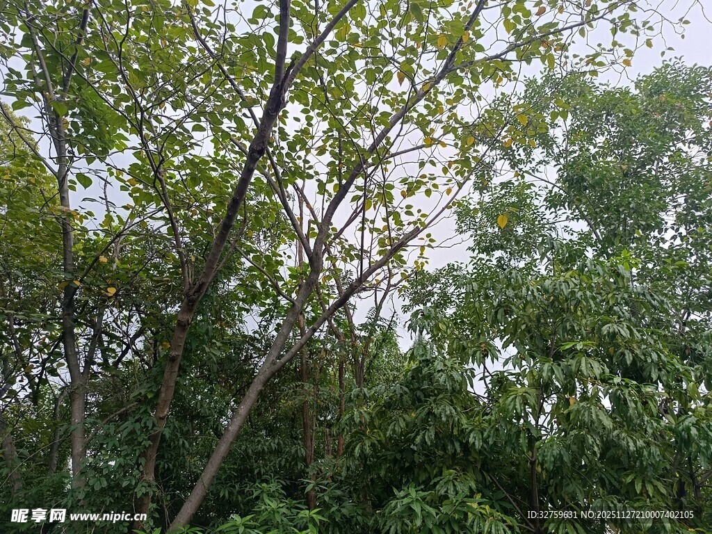 繁茂树林中的葱郁树冠