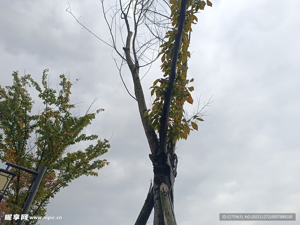 倾斜树木的支撑加固场景