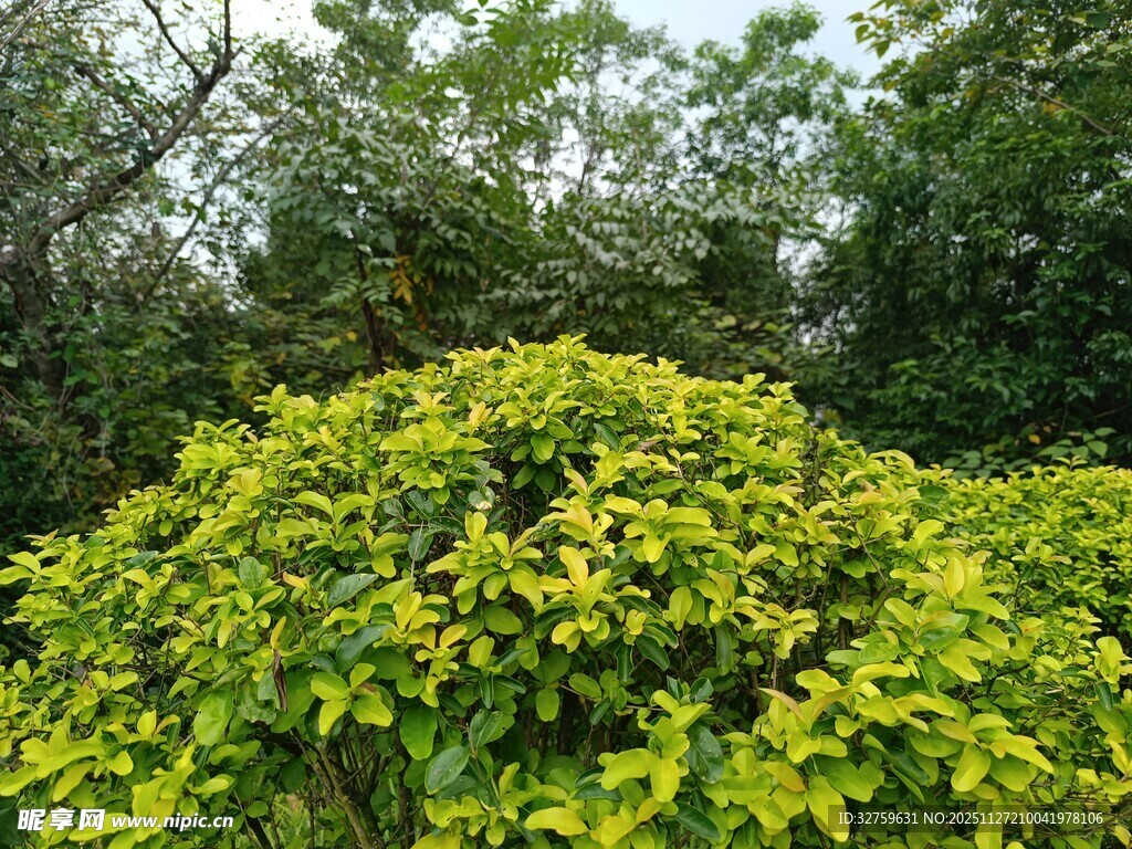 翠绿灌木生机盎然