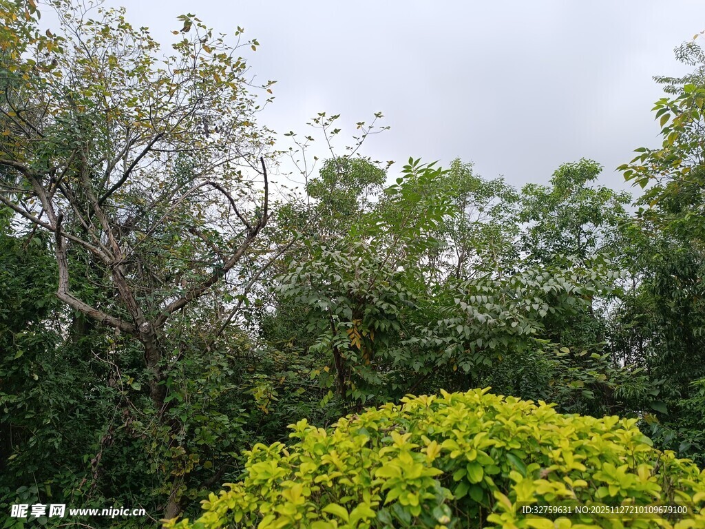 绿意盎然的繁茂植物景观