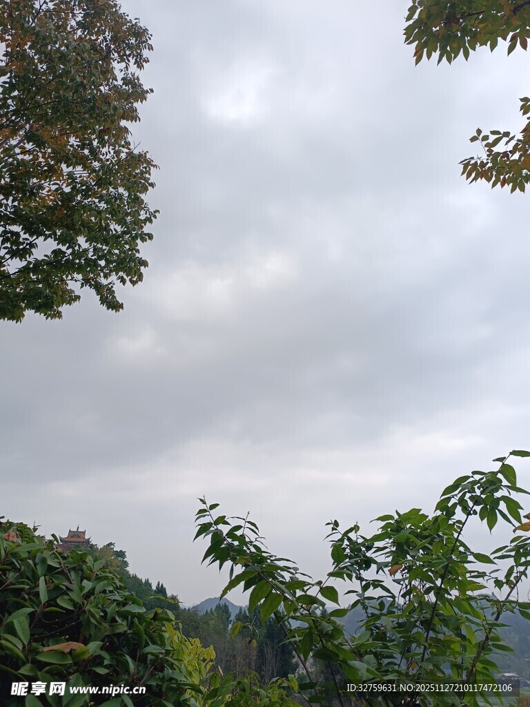 阴天中的繁茂树林