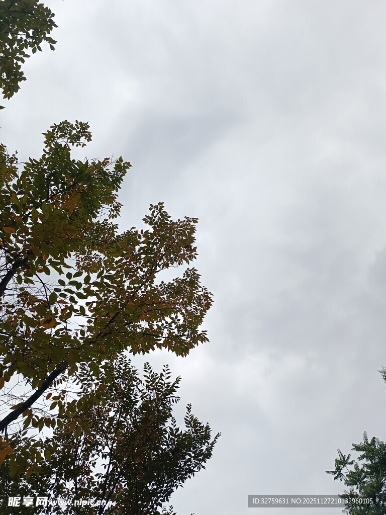 仰视树冠与灰白天空