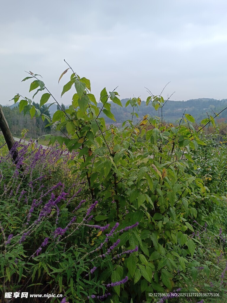 山间繁茂绿植与紫色花卉