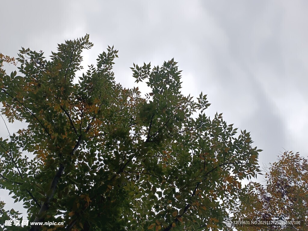 天空下的繁茂绿树