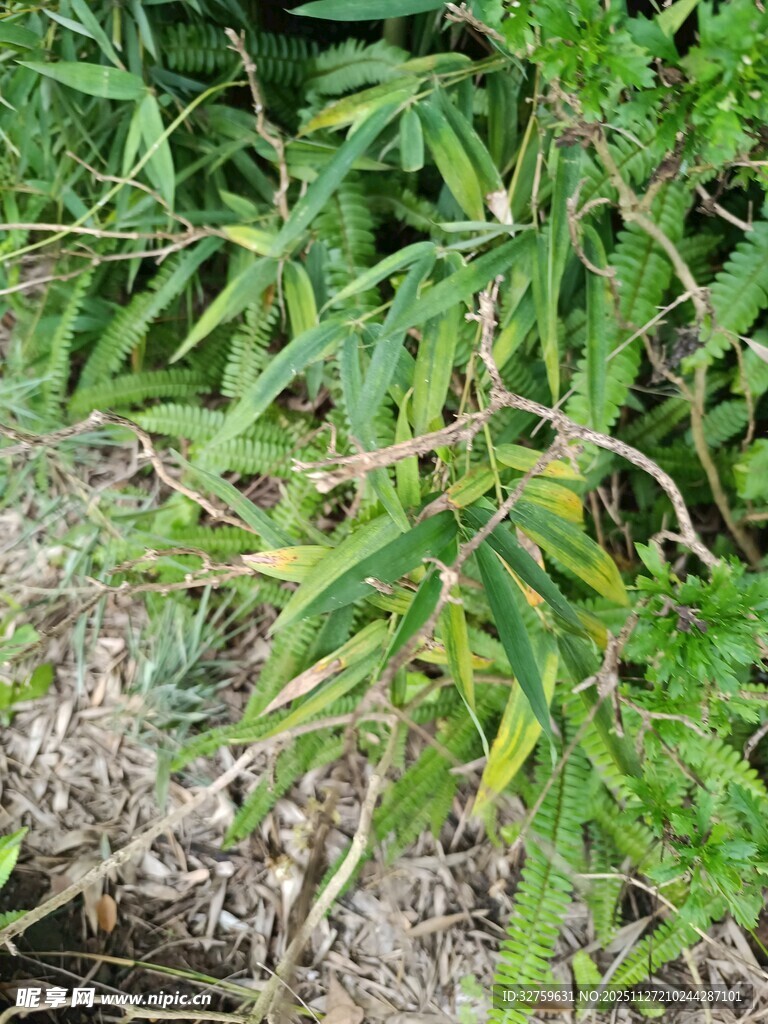 地面生长的翠绿竹子植株