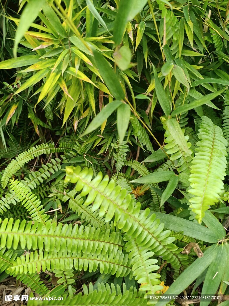 翠绿蕨类植物生机盎然