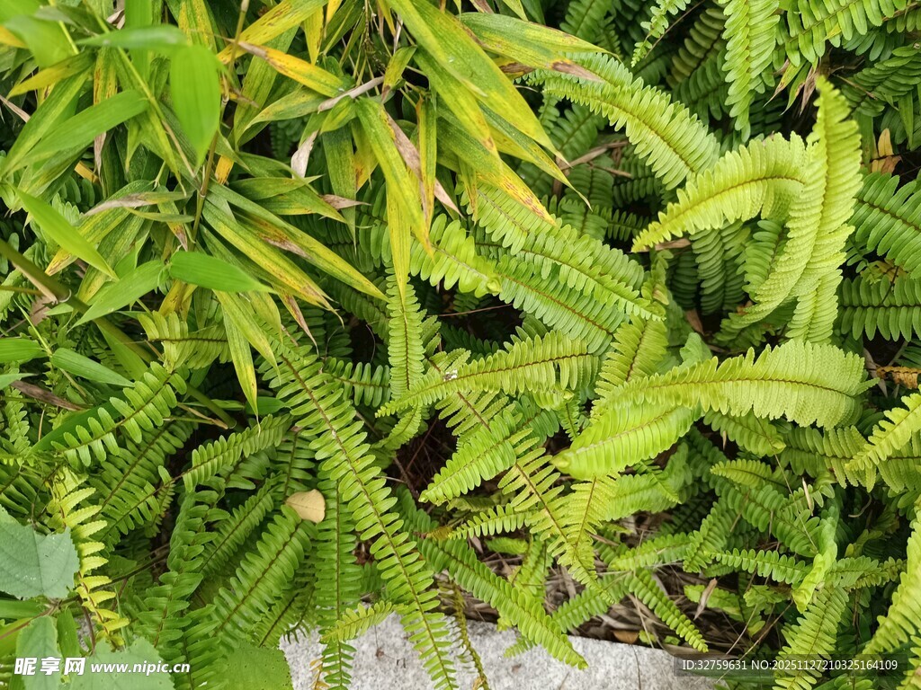 翠绿蕨类植物生机盎然