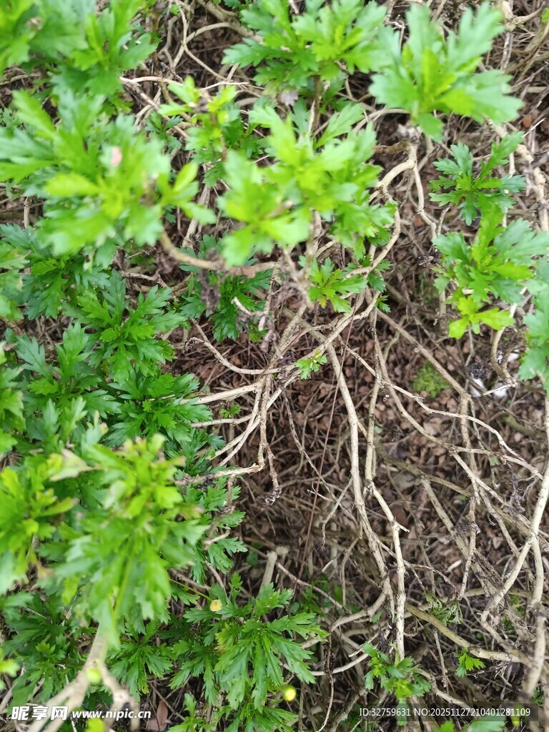 翠绿植物根部特写