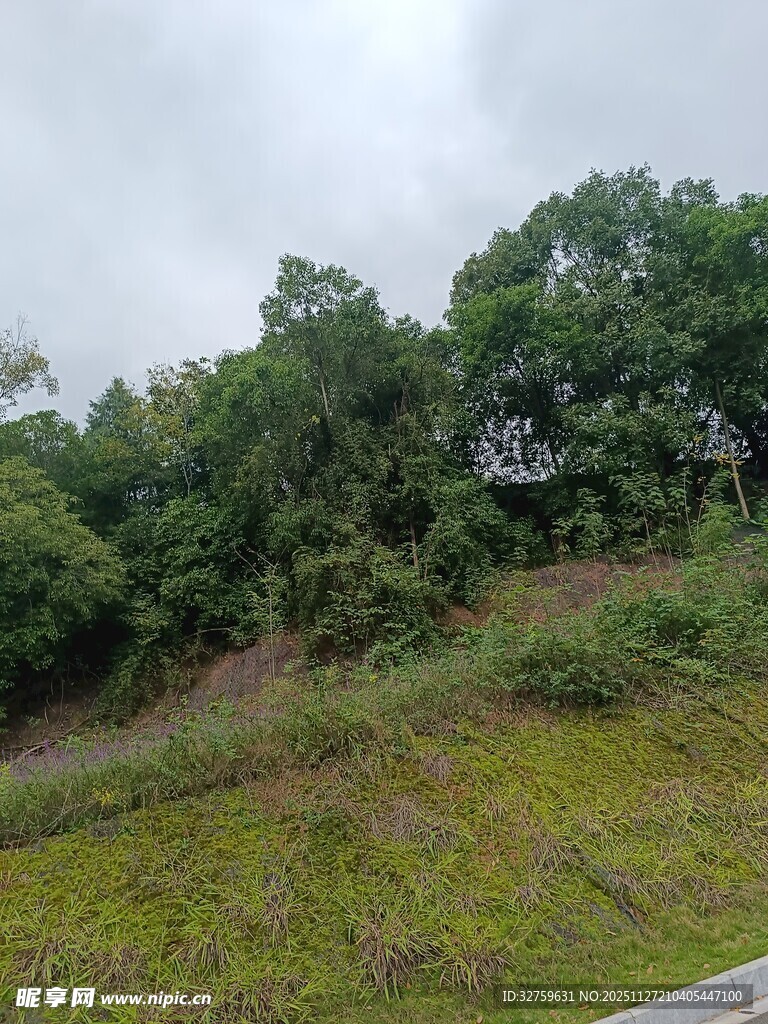 郊外绿意盎然的自然景致