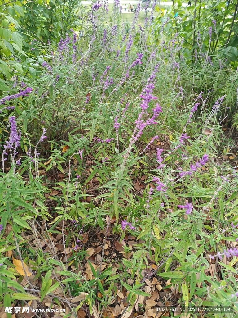 野外紫色花草植物景观