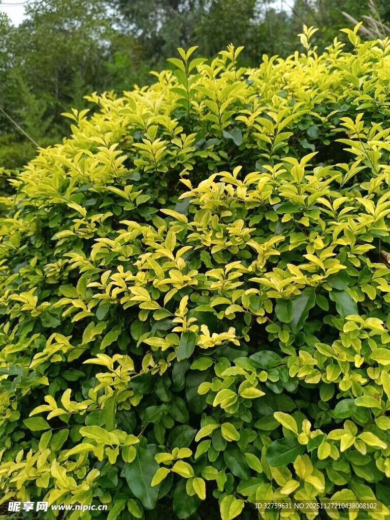 金黄叶片繁茂的绿植景观