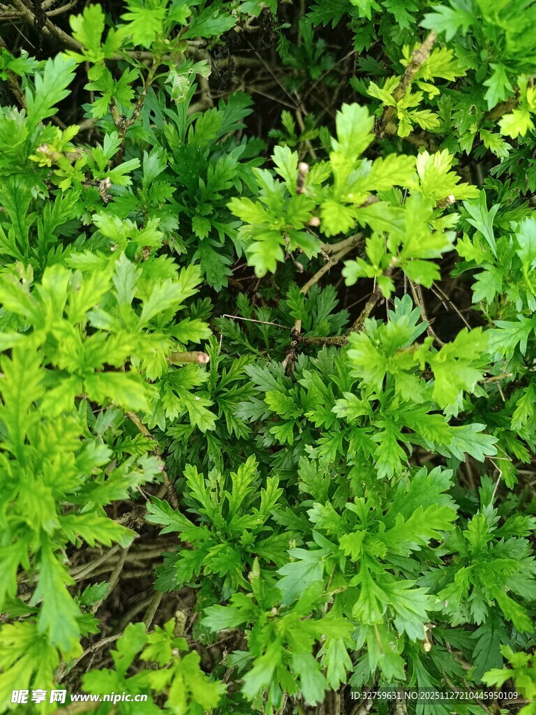 翠绿繁茂的植物景观
