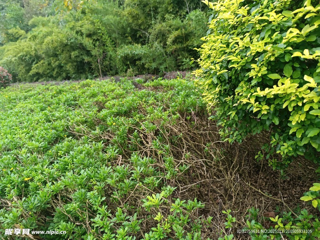 绿意盎然的田园植物景观