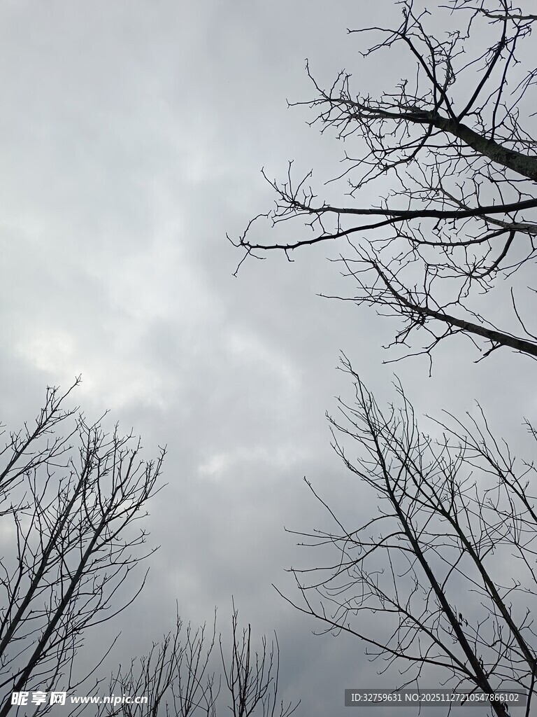 冬日枯树与阴沉天空