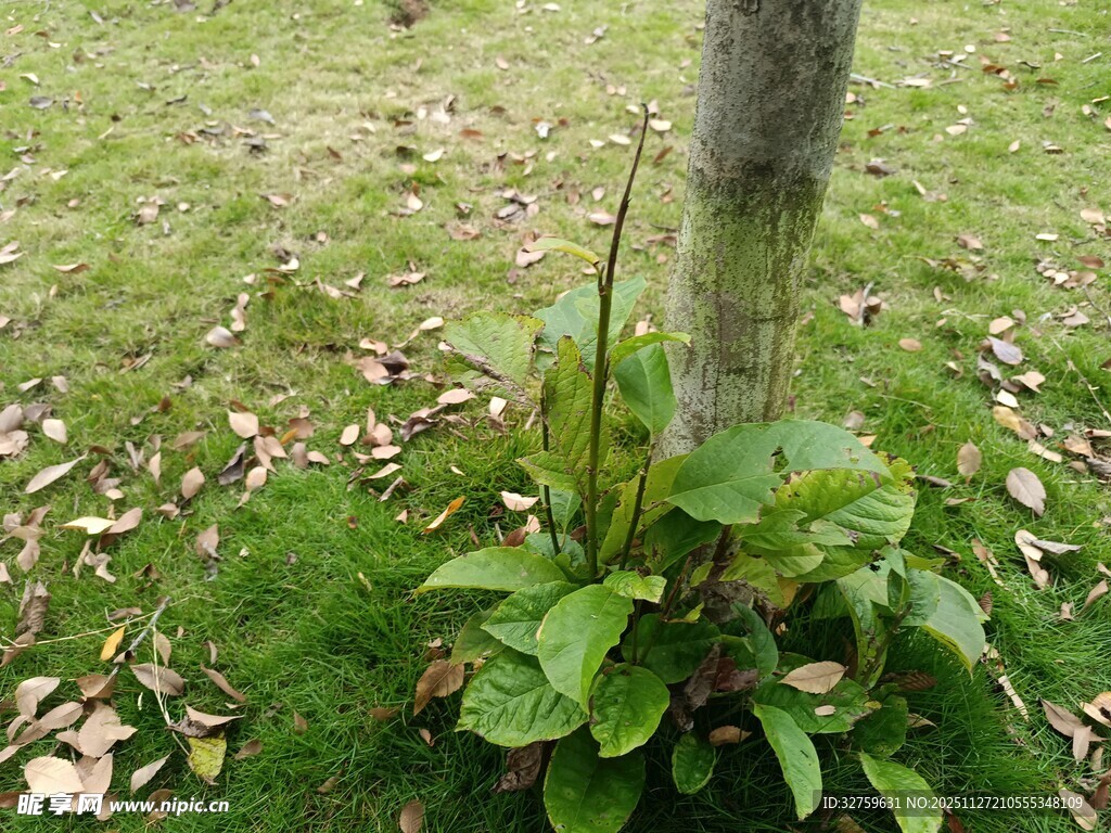 树下绿植生机盎然